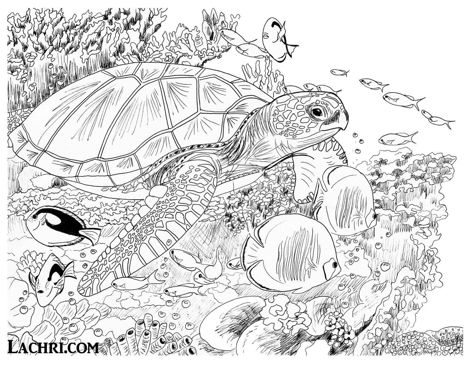 Color this sea turtle underwater scene yourself in my free adult coloring page!