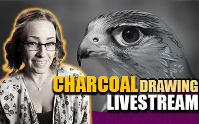 Kestrel Charcoal Drawing Livestream & Reference Photo for Artists