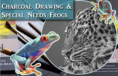Realistic Charcoal Drawing & New Special Needs Frogs