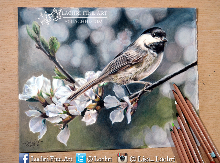 Prismacolor Premier Vs Caran d’Ache Luminance colored pencils Lachri